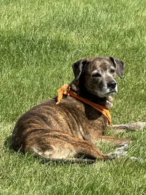 Luigi, Sal Tringali's Plott Hound, resting in the grass in an orange bandana